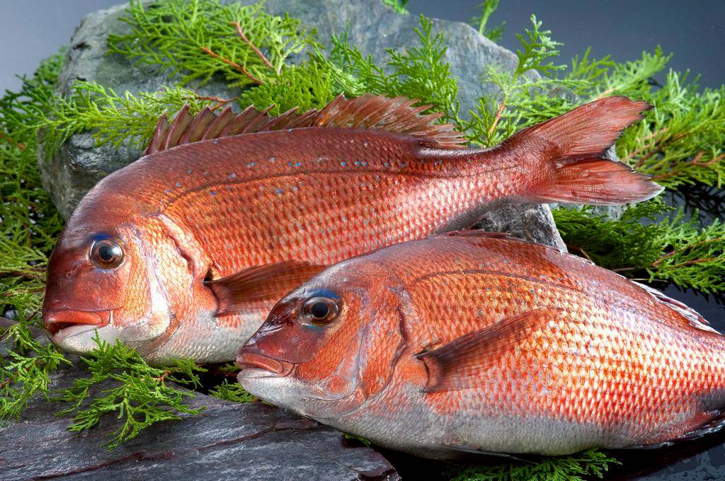 原魚